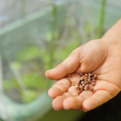 タネと内臓の関係を表す、種のイメージ