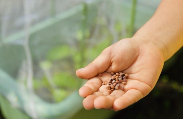 タネと内臓の関係を表す、種のイメージ