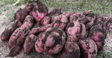 私が農業を目指した理由となった、土に触れながら自然と向き合う暮らしの風景