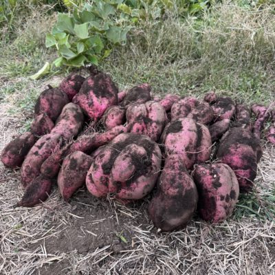 私が農業を目指した理由となった、土に触れながら自然と向き合う暮らしの風景