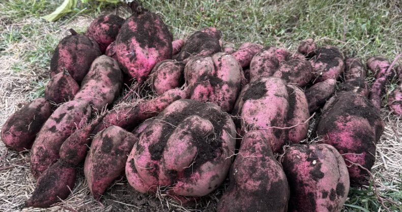 私が農業を目指した理由となった、土に触れながら自然と向き合う暮らしの風景
